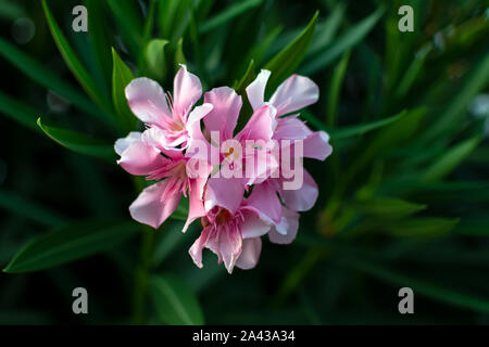 Pulsierende rosa Nerium oleander Blume gegen die natürlichen grünen Hintergrund. Romantik Blume Karte. Helle natürliche Hintergrund. Stockfoto