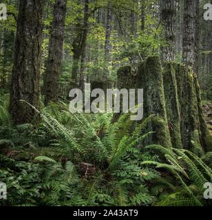 Vintage Western Red Cedar Stumpf Stockfoto