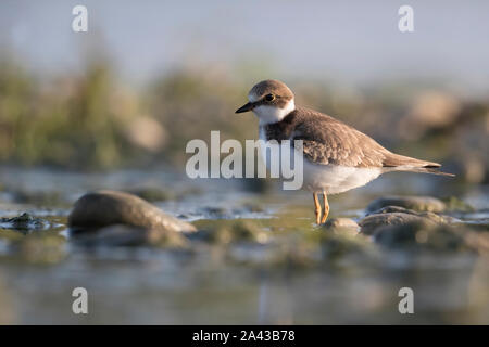 Küstenvögel, Flussregenpfeifer Stockfoto