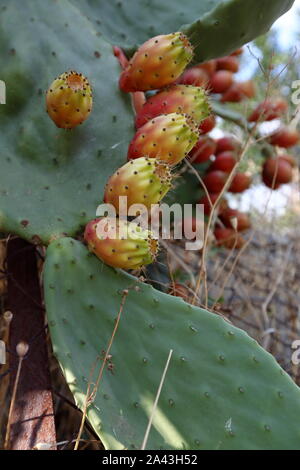 Kaktusbirne, auch Indische Feige opuntia genannt, Kaktusbirne und rückenloser Kaktus, im lateinischen Opuntia ficus-indica, schließen Blätter und Früchte Stockfoto