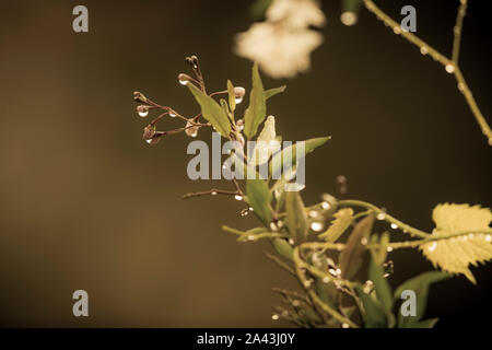 Regen fällt auf eine Pflanze mit grünem Laub im heimischen Garten. Stockfoto