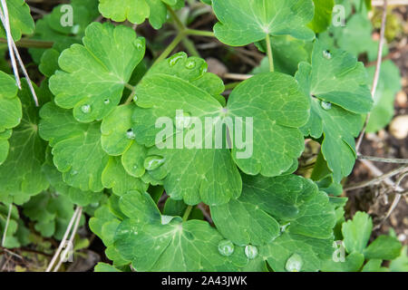 Regen auf alpinen Columbine Blätter im Winter Stockfoto