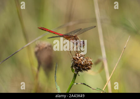 Herbst Meadowhawk thront auf flockenblume im Sommer Stockfoto
