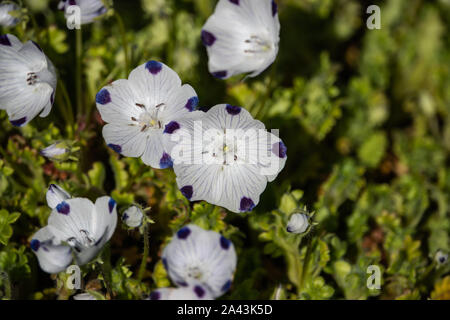 Baby blaue Augen Blumen in voller Blüte im Frühling Stockfoto