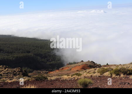 Wolken treffen Wald über dem Meeresspiegel Stockfoto