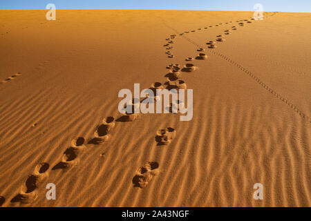 Tierspuren, die zu der Spitze einer Sanddüne in der Wüste Erg Chebbi, Marokko Stockfoto