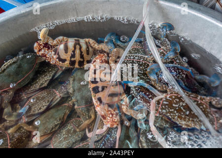 Chon Buri, Thailand - 16. März 2019: Nong Mon Markt. Nahaufnahme des mit Wasser gefüllten Becken mit lebenden Krebsen in verschiedenen Größen und Farben. Stockfoto