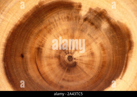 Closeup Holz Textur von rustikalen hölzernen Schneidebrett aus echten Baum. Holz Hintergrund, Ansicht von oben. Stockfoto