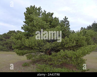 Shore Kiefer Pinus contorta Stockfoto