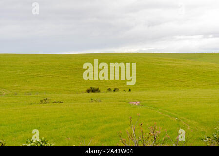 Bild von einem Feld von Weide- und Viehwirtschaft mit Weidelgras gesät. Die Landwirtschaft im südlichen Brasilien. Rinder- Produktion. Stockfoto