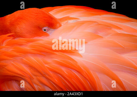Flamingo auf schwarzem Hintergrund Stockfoto