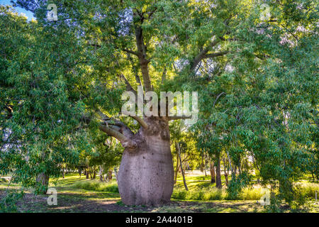 South West Queensland, Roma in der Maronao Region, die Roma die größte Flasche Baum ist ein schmaler blätterte Flasche Baum (brachychiton Rupestre), mehr als 100 Ihr Stockfoto