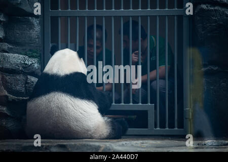 Der Panda Chun Qiao interagiert mit Tierpfleger seinen vierten Geburtstag im Zoo in Wuhan City zu feiern, Chinas Provinz Hubei, 8. August 20 Stockfoto