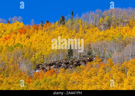 Im Herbst ragt in der Nähe von Silverton, Colorado, eine einone Kiefer in einem Wald aus hellgelben Aspen-Bäumen hervor Stockfoto