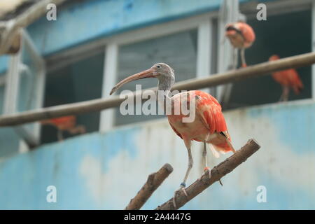 Gefährdete Vögel scarlet ibis Hotel in Zhengzhou City Zoo in Zhengzhou City entspannen, das Zentrale China Provinz Henan, 22. August 2019. Stockfoto