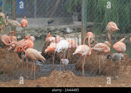 Gefährdete Vögel scarlet ibis Hotel in Zhengzhou City Zoo in Zhengzhou City entspannen, das Zentrale China Provinz Henan, 22. August 2019. Stockfoto