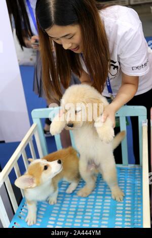 Pet-Liebhaber Herde zu sehen süße Haustiere an der Pet-Messe Asien 2019, das ist der 22. des Fairen, beginnt in Shanghai, China, 21. August 2019. *** Lokale Capti" Stockfoto