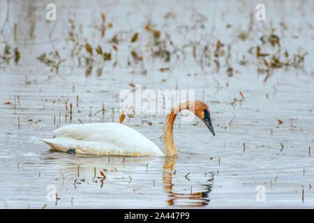 Trompeter Schwan (Cygnus buccinator) in Ottawa National Wildlife Refuge. Ohio. USA Stockfoto