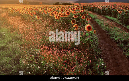 Straße durch gelbe Sonnenblumen mit Herbstfarben und Diesigen Morgenlicht. Sommer Landschaft mit einem Feld mit Sonnenblumen, ein Feldweg. Stockfoto