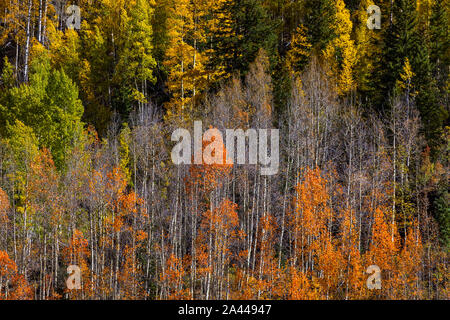Herbst Aspen Bäume Wald mit gelben und orangen Herbstfarben Stockfoto
