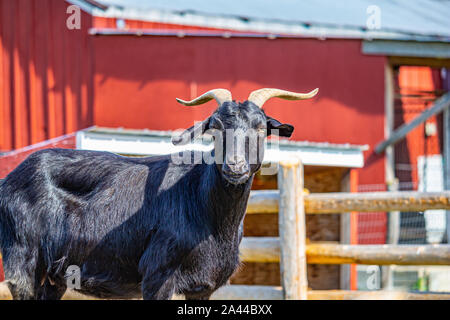 Auf dem Bauernhof, ein Schwarzer Bock mit Hörnern steht in drei Viertel ansehen und vor der Kamera. Eine rote Scheune und einem holzzaun stehen im Hintergrund. Stockfoto