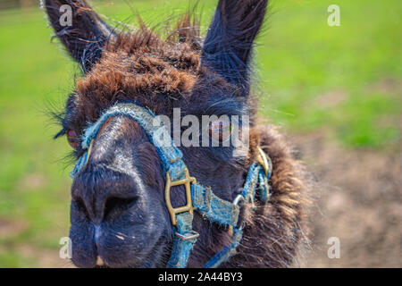 Ein Lama's Gesicht ist aus der Nähe gesehen, in dem die Einzelheiten seiner Haare, Ohren und Nase. Das Tier trägt ein blaues Neckholder um seinen Mund. Stockfoto