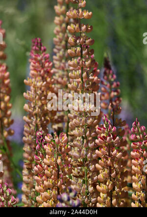 Lupinen in Neuseeland Stockfoto