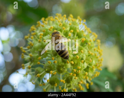 Biene sucht Nektar an einem blühenden Efeu (Hedera helix) im Spätsommer, Bayern, Deutschland, Europa Stockfoto