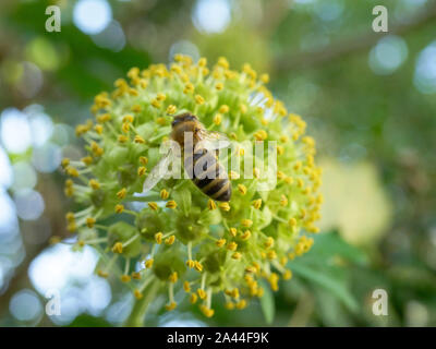 Biene sucht Nektar an einem blühenden Efeu (Hedera helix) im Spätsommer, Bayern, Deutschland, Europa Stockfoto