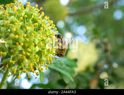 Biene sucht Nektar an einem blühenden Efeu (Hedera helix) im Spätsommer, Bayern, Deutschland, Europa Stockfoto