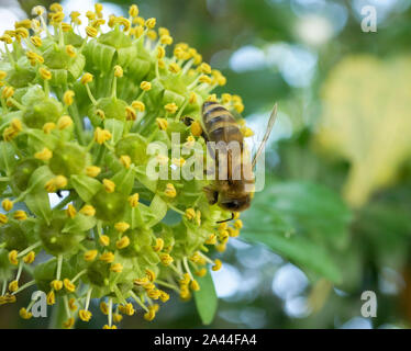 Biene sucht Nektar an einem blühenden Efeu (Hedera helix) im Spätsommer, Bayern, Deutschland, Europa Stockfoto