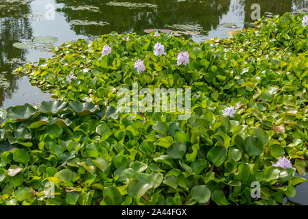 Blühende Wasserhyazinthe (Eichhornia Crassipes) in einem Teich, Valeggio sul Mincio, Venetien, Italien Stockfoto