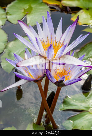 Kap blaue Seerosen (Nymphaea capensis), Nymphaea in einem Teich, Valeggio sul Mincio, Venetien, Italien Stockfoto