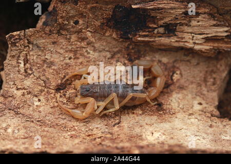 Chinesische Scorpion (Buthus martensii) Stockfoto