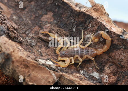 Chinesische Scorpion (Buthus martensii) Stockfoto