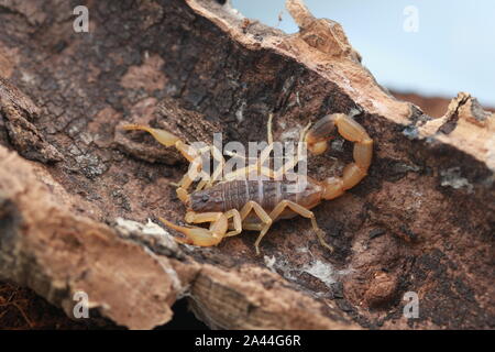 Chinesische Scorpion (Buthus martensii) Stockfoto