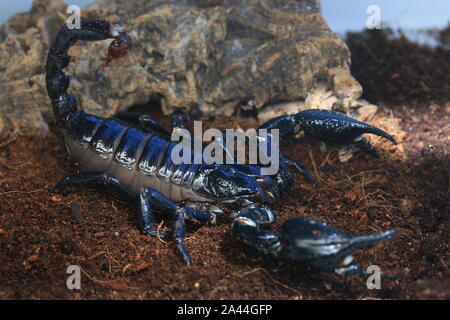 Malaysische WALD SCORPION, HETEROMETRUS SPINIFER, Stockfoto