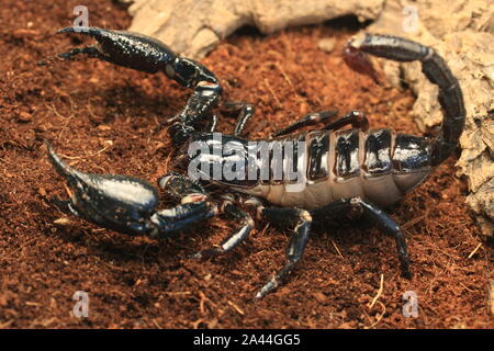 Malaysische WALD SCORPION, HETEROMETRUS SPINIFER, Stockfoto