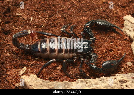 Malaysische WALD SCORPION, HETEROMETRUS SPINIFER, Stockfoto