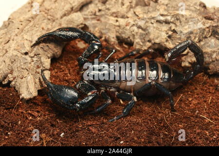 Malaysische WALD SCORPION, HETEROMETRUS SPINIFER, Stockfoto