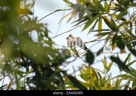 Paar Eurasian collared dove (Streptopelia decaocto) auf einem Bambus Zweig in Sundarbans Region in West Bengal, Indien sitzen Stockfoto