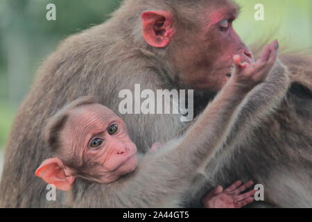 Motorhaube Makaken (Macaca radiata) Baby und Mutter in Bandipur National Park in Karnataka in Indien Stockfoto