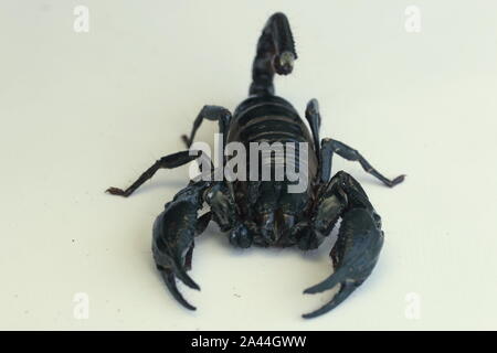 Malaysische WALD SCORPION, HETEROMETRUS SPINIFER, Stockfoto