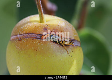 Makro von Wasp essen ein Apfel am Baum Stockfoto