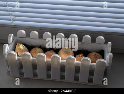 Glühlampen der Zwiebeln auf der Fensterbank im authentischen Home Interior. Stockfoto