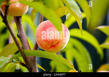 Auf einem Peach Tree hängt ein Pfirsich closeup. Textur oder Hintergrund Stockfoto