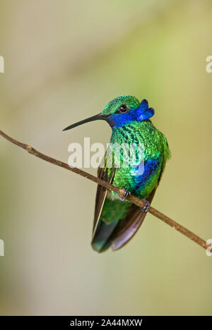 Funkelnde violett-Ohr-Colibri coruscans, schöne grüne Kolibri mit blauen Ohren von Andinen Pisten von Südamerika, wilde Sumaco, Ecuador. Stockfoto