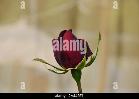 Black Beauty Rose blühen im Flora Park Stockfoto