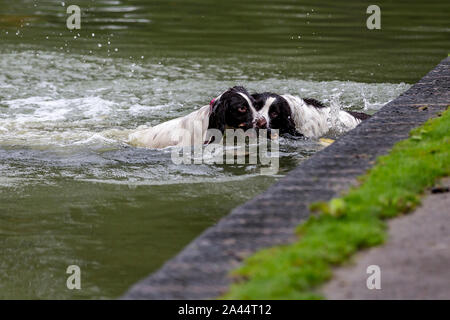 Northampton vom 12. Oktober 2019. UK Wetter. Ein graues feuchten Start in den Tag nicht diese Spaniels nicht aus Spaß in der See zum Bootfahren in Abington Park abhalten. Credit: Keith J Smith./Alamy leben Nachrichten Stockfoto