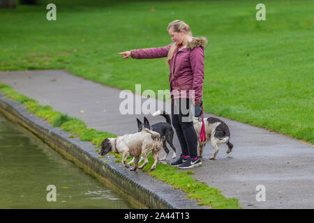 Northampton vom 12. Oktober 2019. UK Wetter. Ein graues feuchten Start in den Tag nicht diese Spaniels nicht aus Spaß in der See zum Bootfahren in Abington Park abhalten. Credit: Keith J Smith./Alamy leben Nachrichten Stockfoto